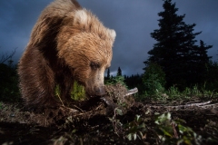 Brown bear digging