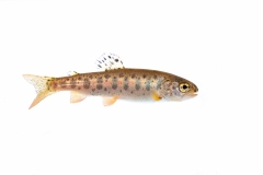 Rainbow trout portrait